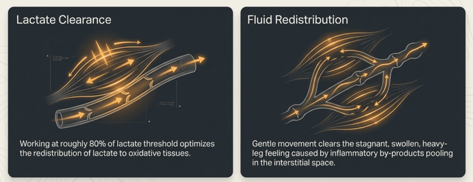 Zwei Mechanismen aktiver Regeneration: schnellere Laktatelimination und Flüssigkeitsumverteilung gegen schwere Beine