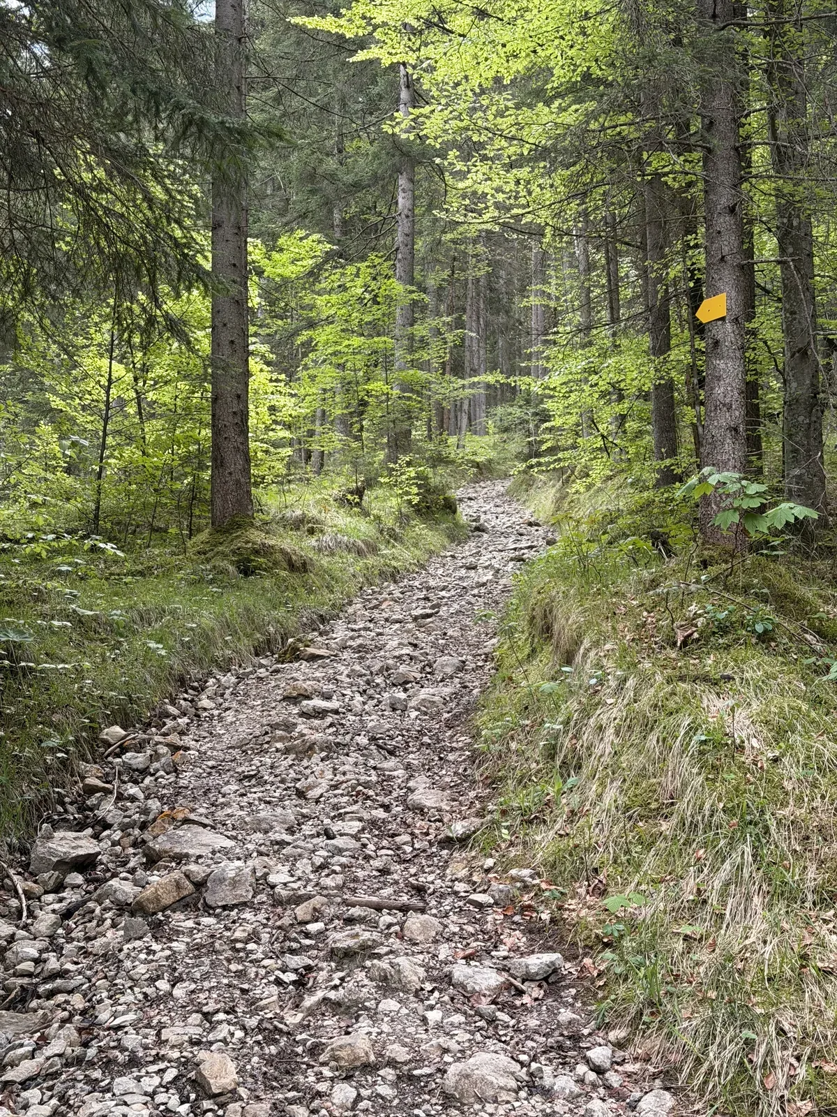 Steep rocky forest climb after Eibsee, Zugspitz Ultratrail 107K at KM 10.8.
