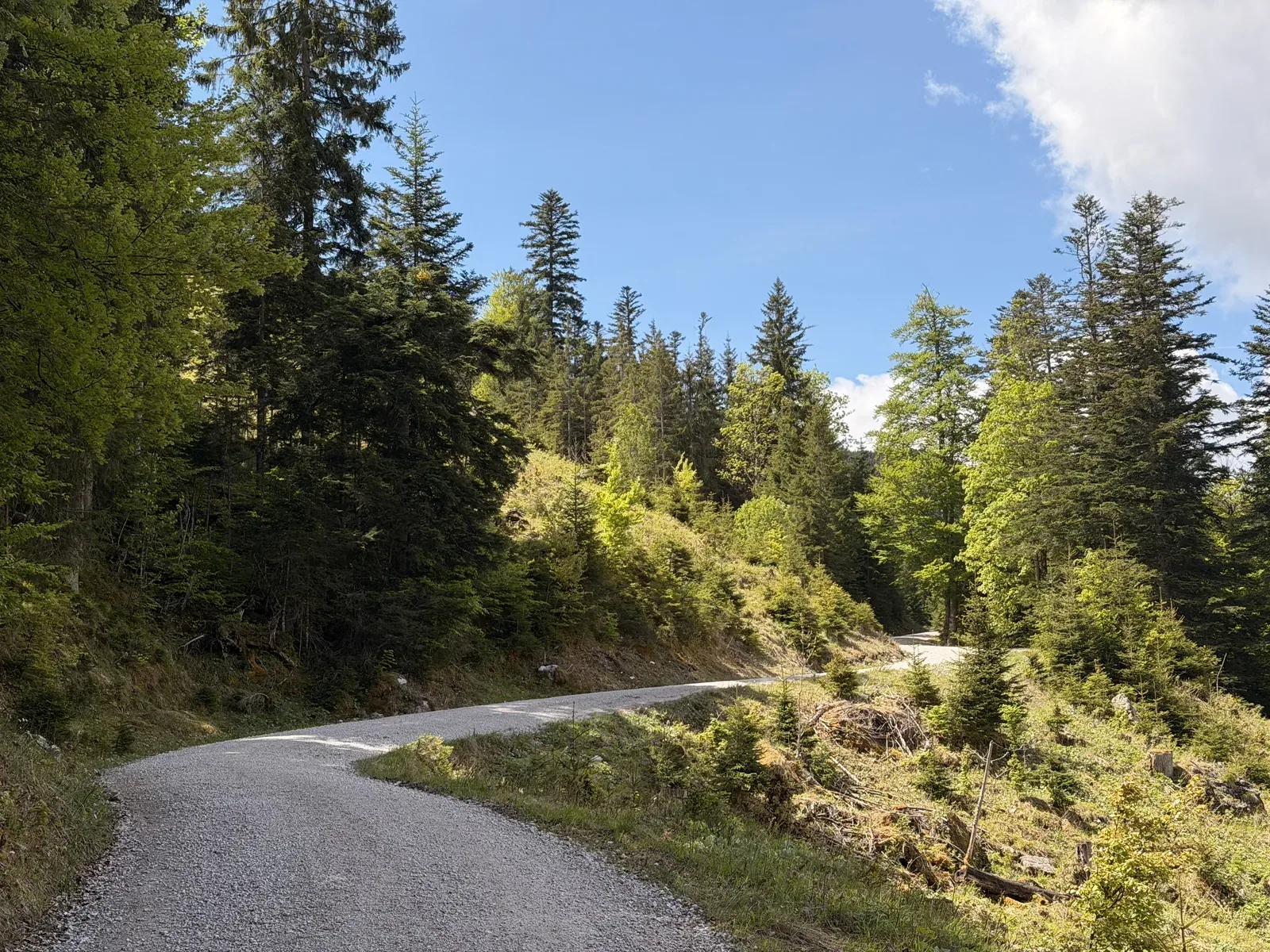 Wide gravel road in forest on the climb above Eibsee, Zugspitz Ultratrail 107K at KM 12.