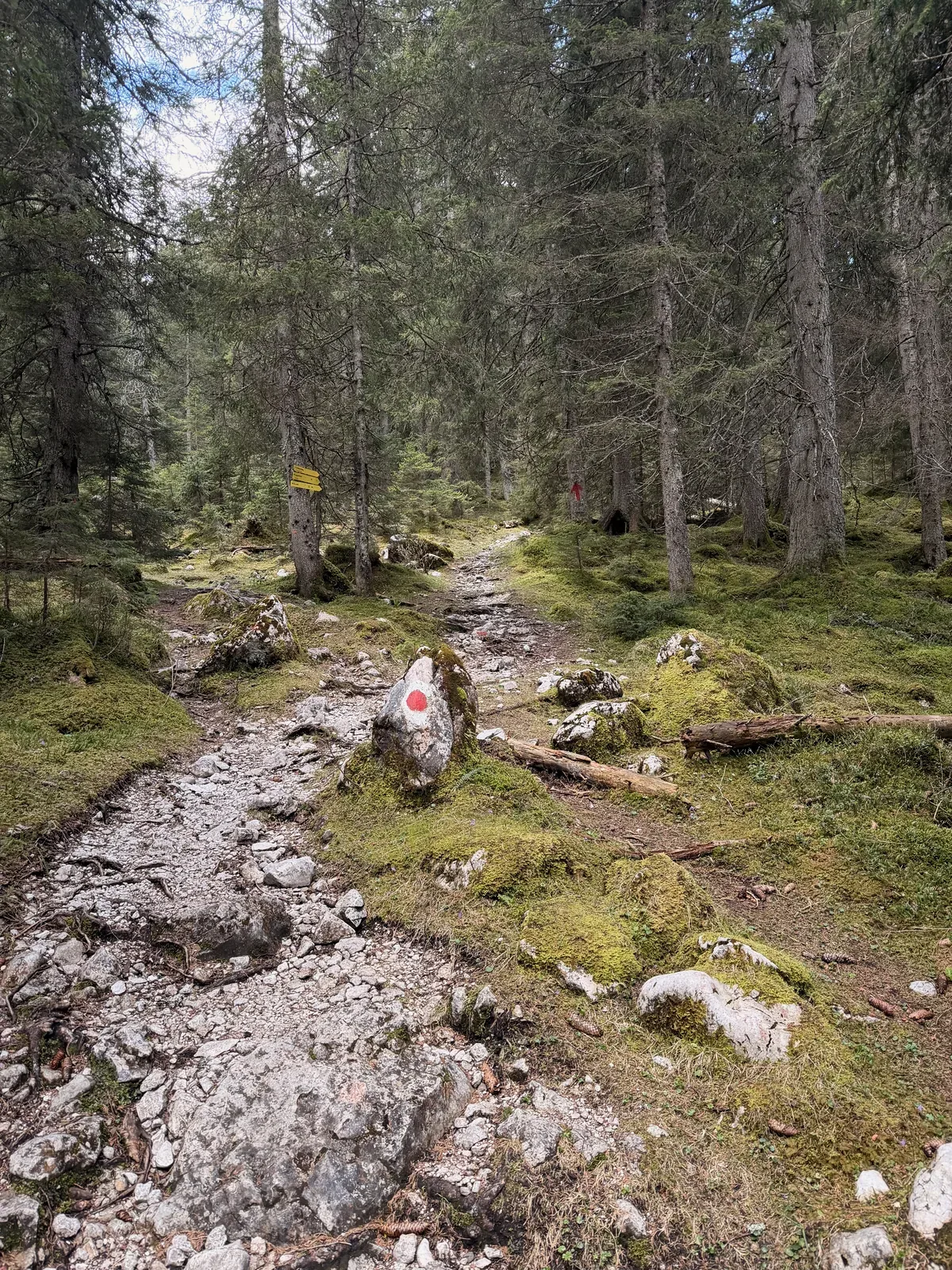 Marked forest trail with roots and rocks toward Ehrwald, ZUT 107K at KM 14.8.