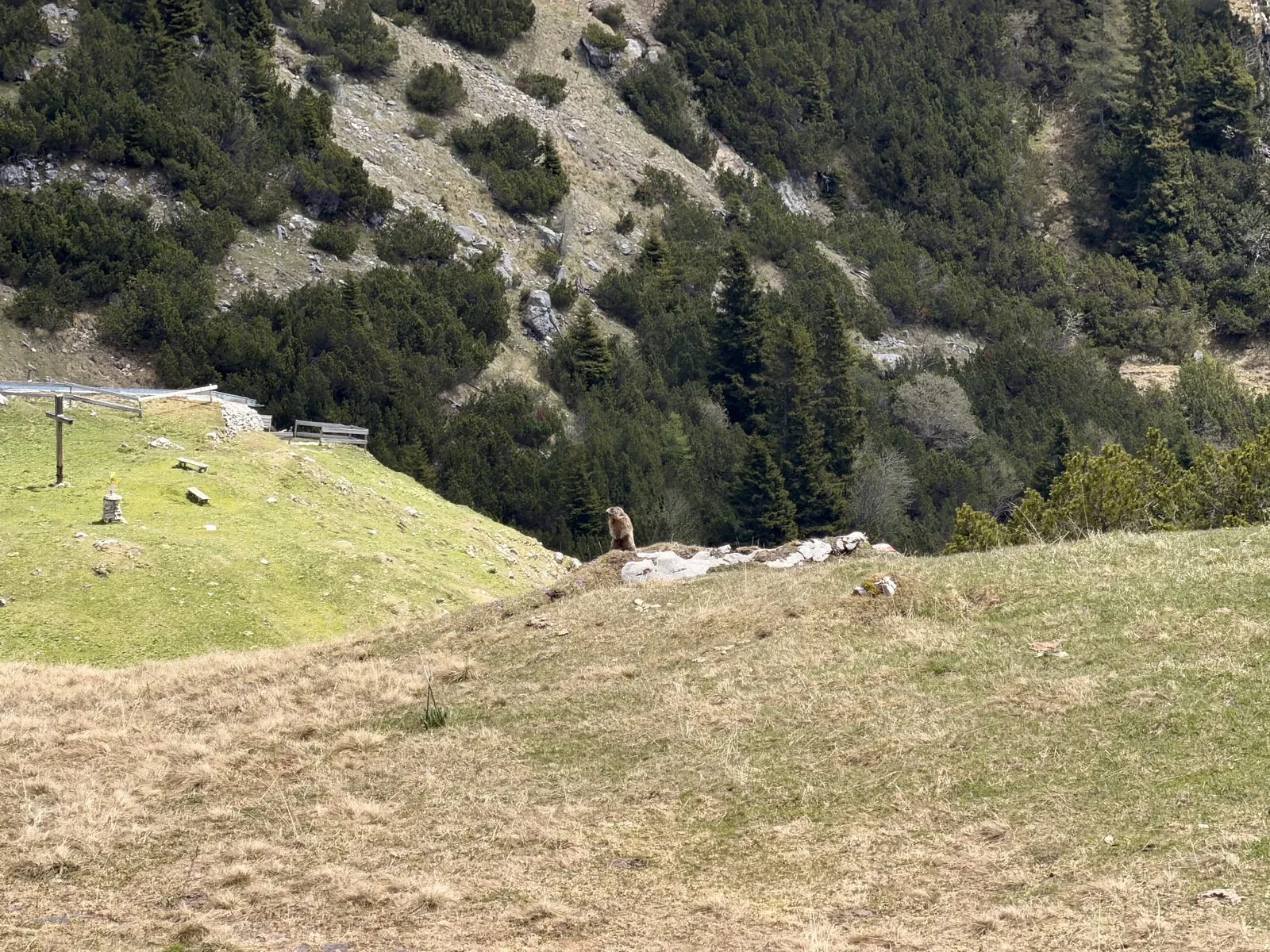Steep descent across grassy slope and narrow path after the high alpine section, ZUT 107K.
