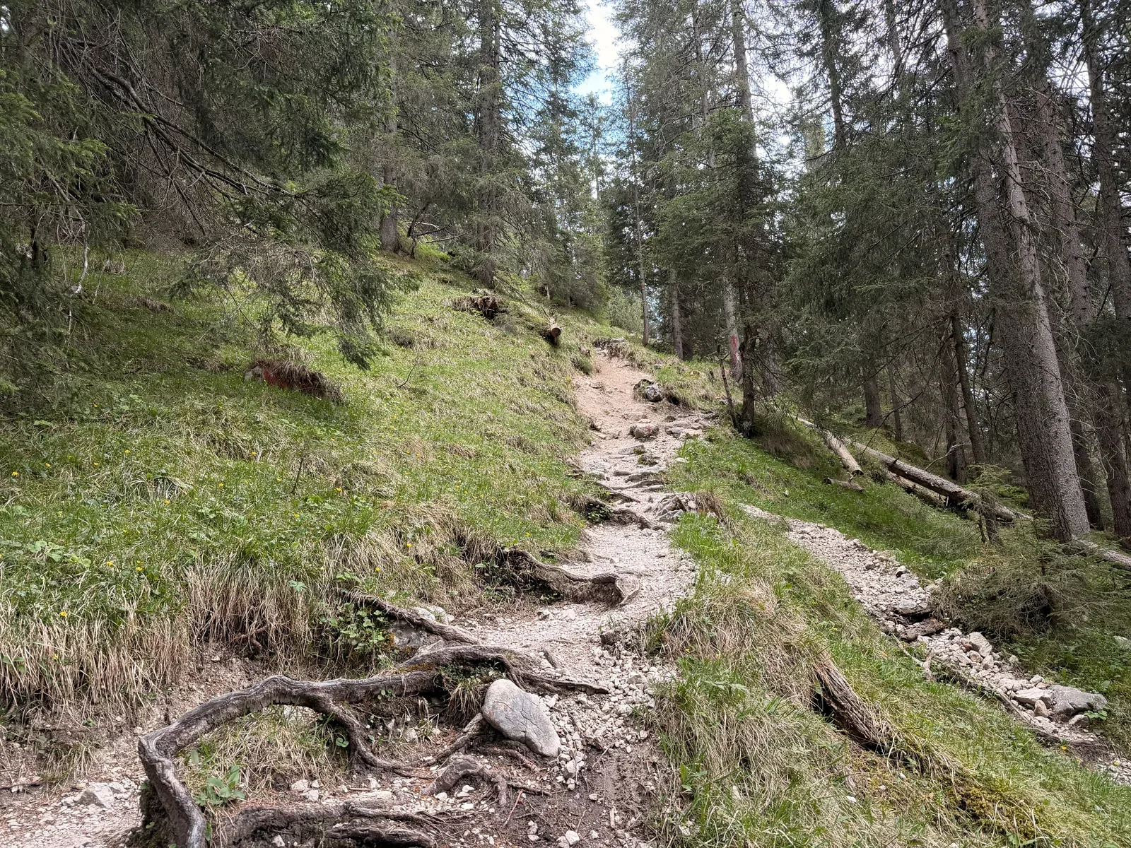 Narrow forest trail with rocks and roots after the alpine section, ZUT 107K at KM 42.2.