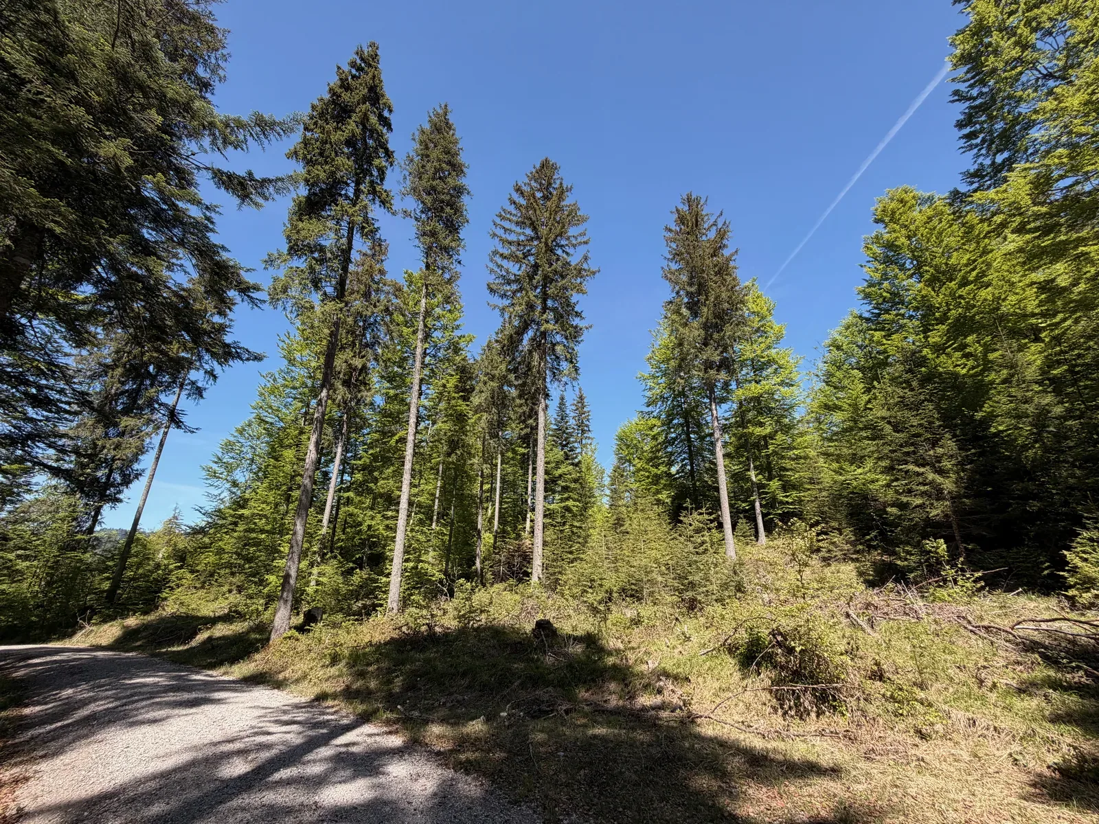 Wide forest road with gentle climb and good runnability, ZUT 107K at KM 72.1.