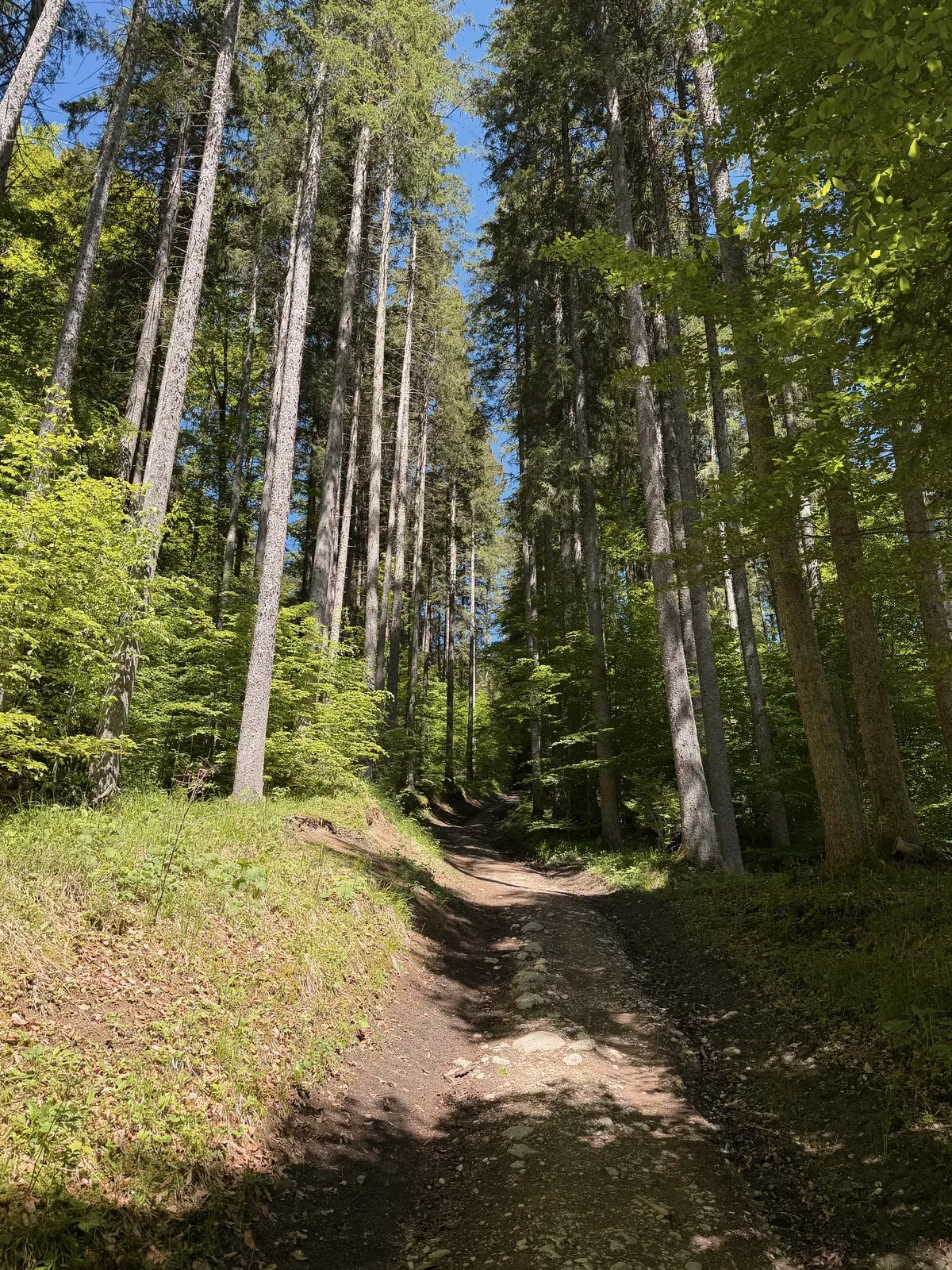 Narrow forest path on soft ground between tall spruce trees, ZUT 107K at KM 73.4.
