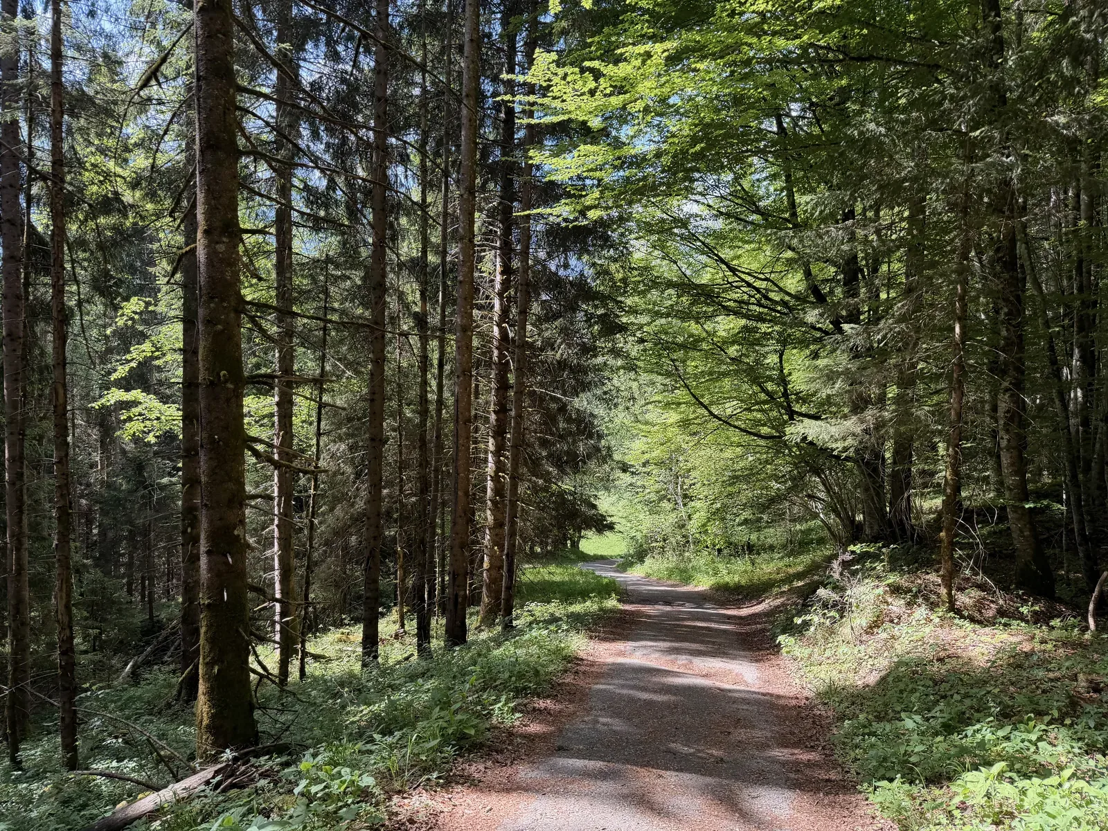 Wide forest road after the Partnachklamm gorge section, ZUT 107K at KM 83.8.