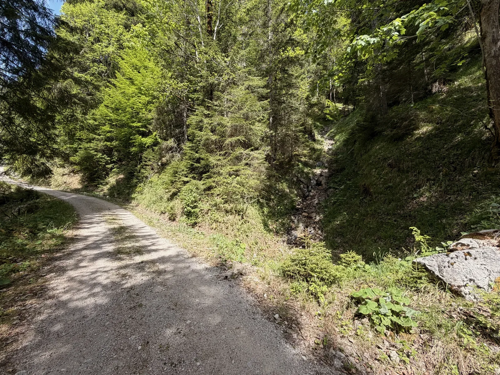 Runnable forest road along the stream before the next technical section, ZUT 107K at KM 86.6.
