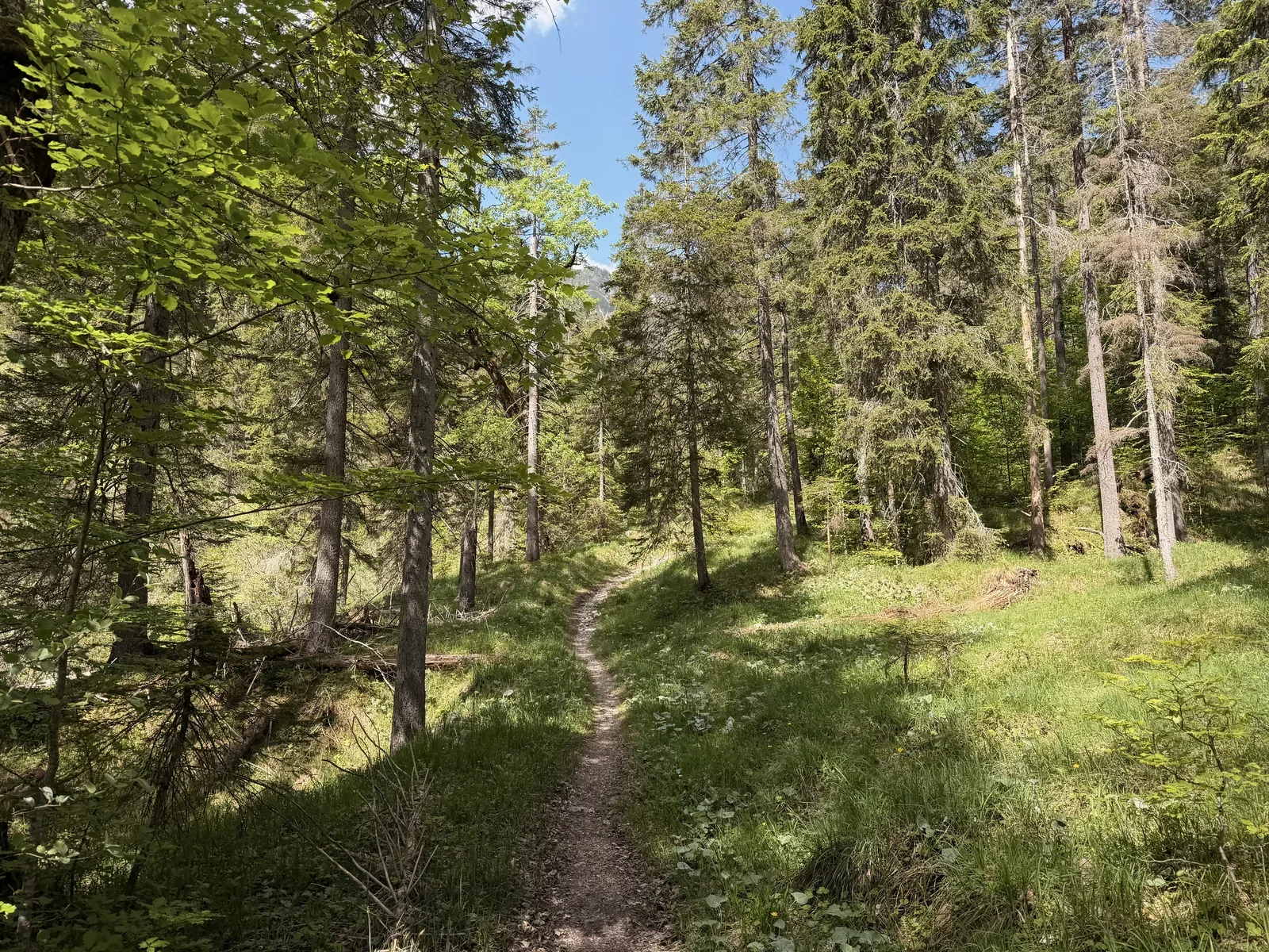 Narrow forest trail on soft ground between trees and rocks, ZUT 107K at KM 87.