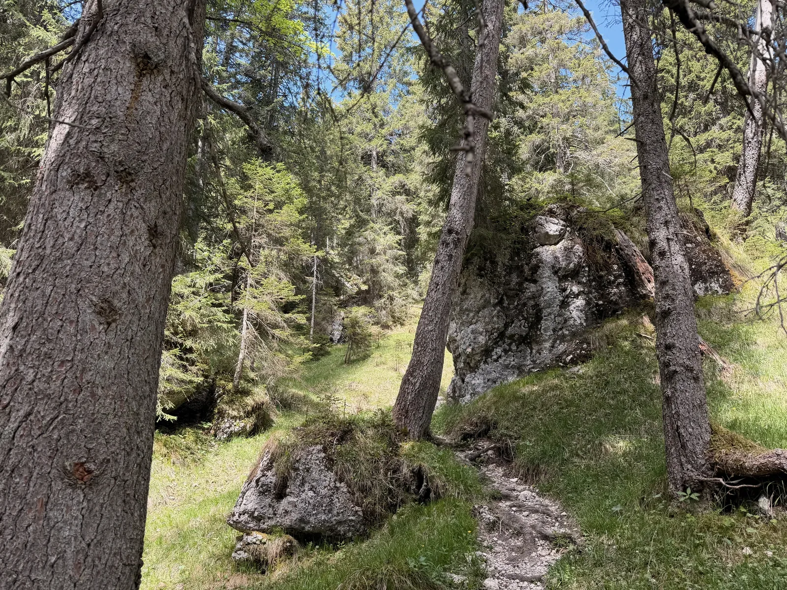 Rooty trail in open forest, section for short clean steps, ZUT 107K at KM 87.5.