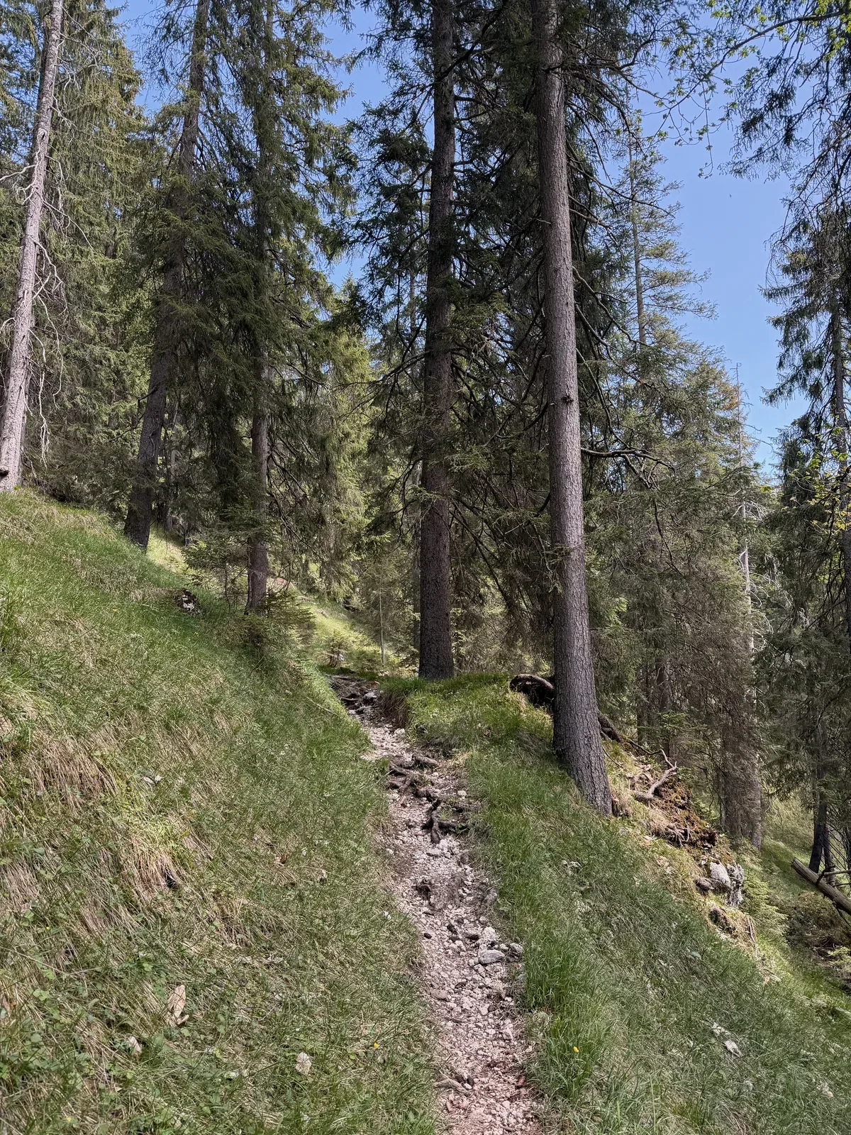 Narrow hillside forest path with rocks and roots, ZUT 107K at KM 88.6.