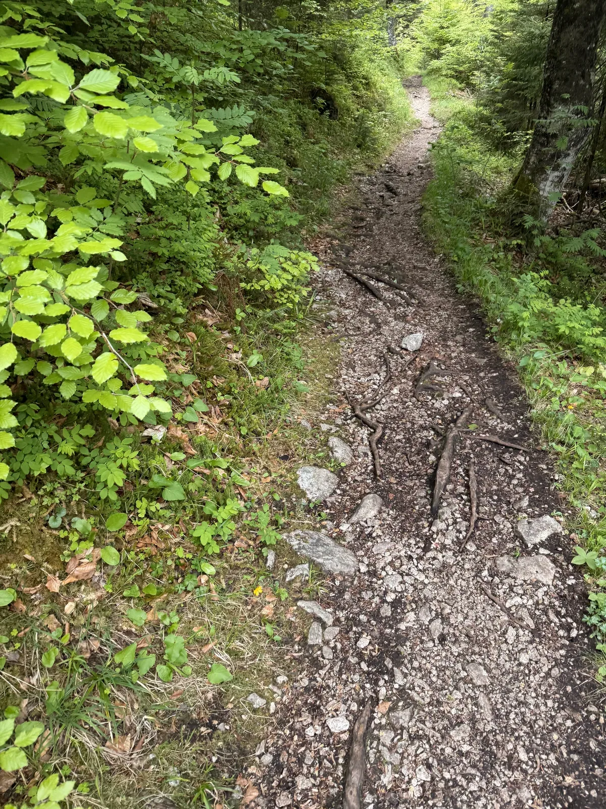 Technical forest trail with rocks and roots on damp ground before Eibsee, ZUT 107K at KM 8.2.